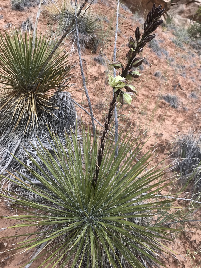 Navajo Yucca