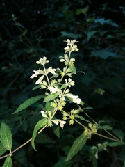 Stachys caffra
