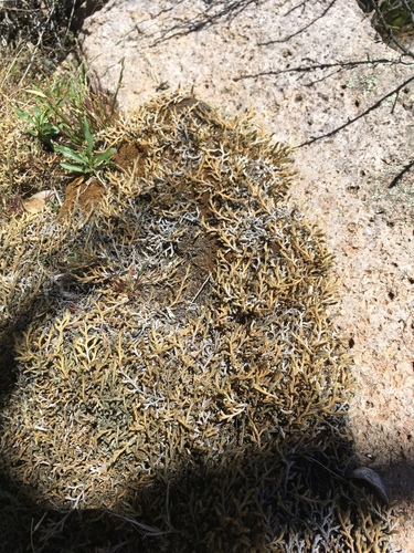 New Mexican Spikemoss (Selaginella ×)