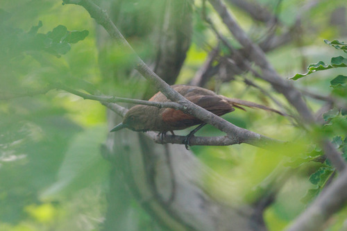 Red-shouldered Spinetail (Synallaxis hellmayri), photo 3