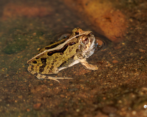 Bahia Dwarf Frog