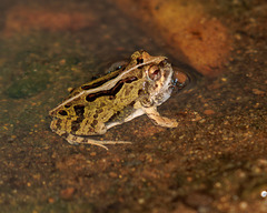 Bahia Dwarf Frog photo 3