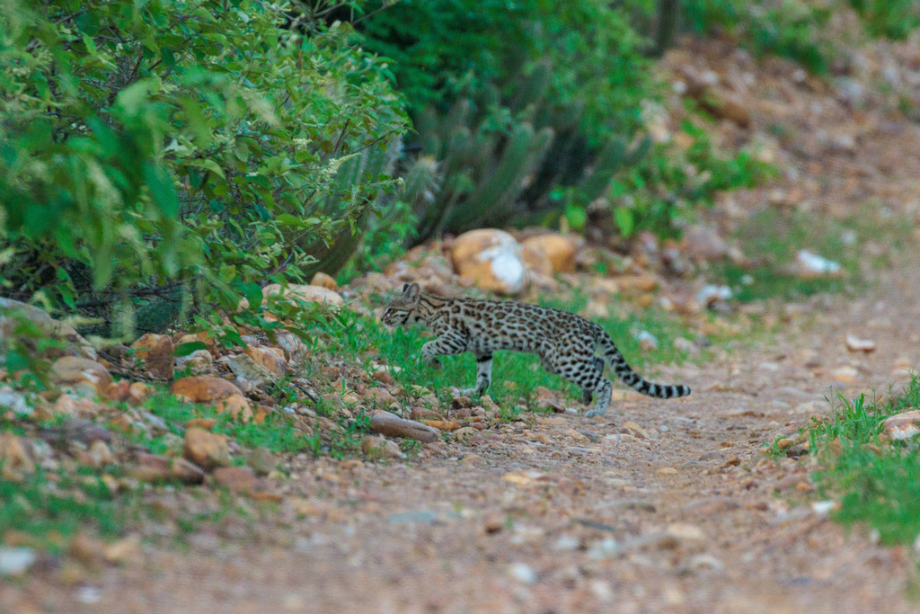 American spotted cats