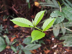 Rauvolfia