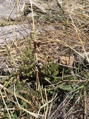 Myriopteris wootonii