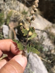 Myriopteris wootonii