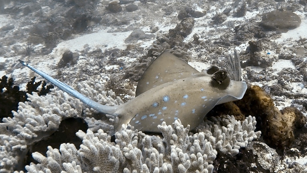 Moluccan Bluespotted Maskray (Neotrygon moluccensis) - Marine Life ...