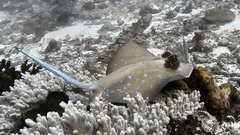 Moluccan Bluespotted Maskray photo 2