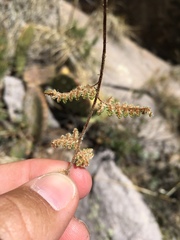 Myriopteris wootonii