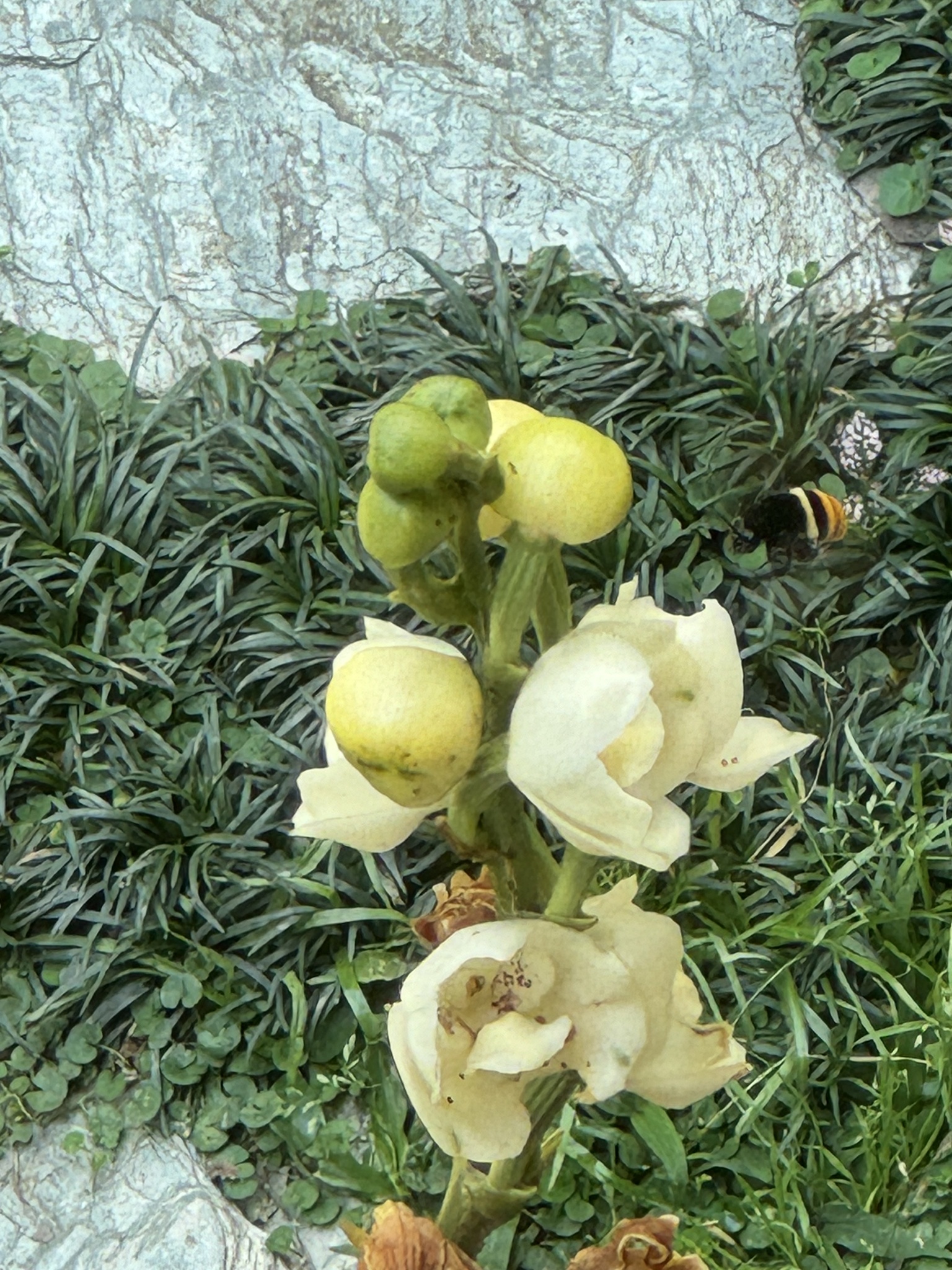 Imagem de Orquídea-pomba