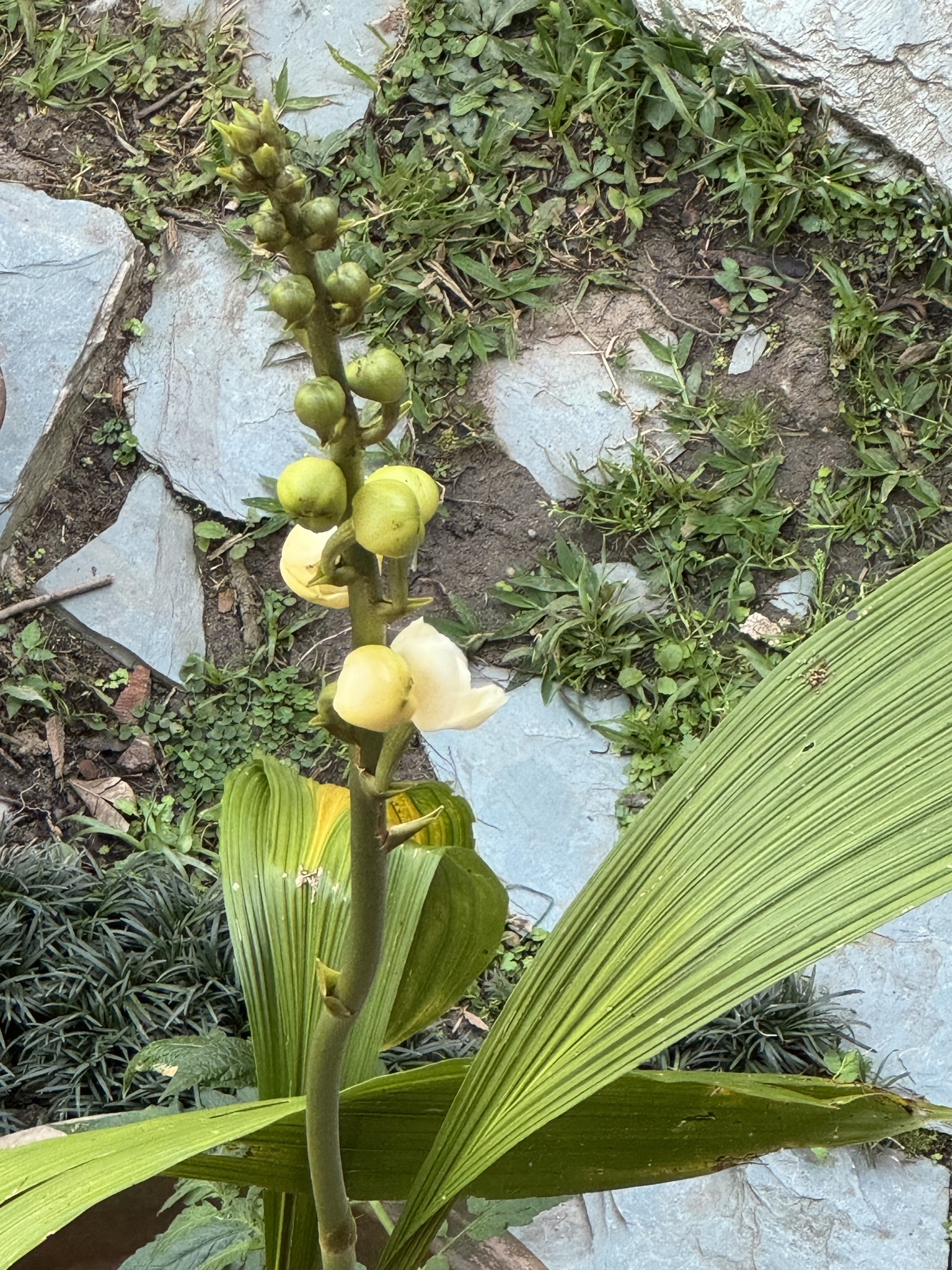 Imagem de Orquídea-pomba