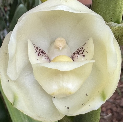 Peristeria elata Hook.