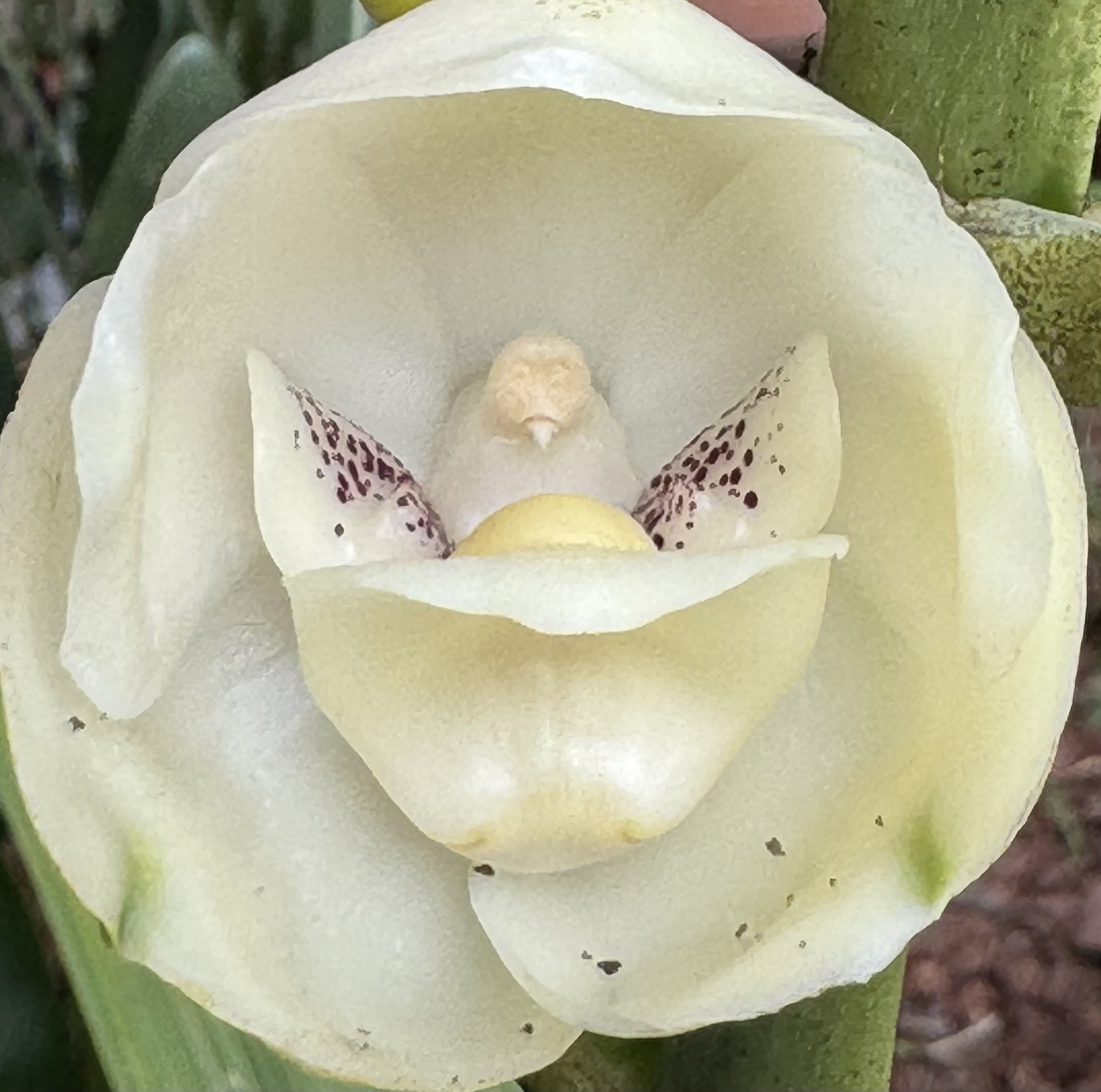 Imagem de Orquídea-pomba