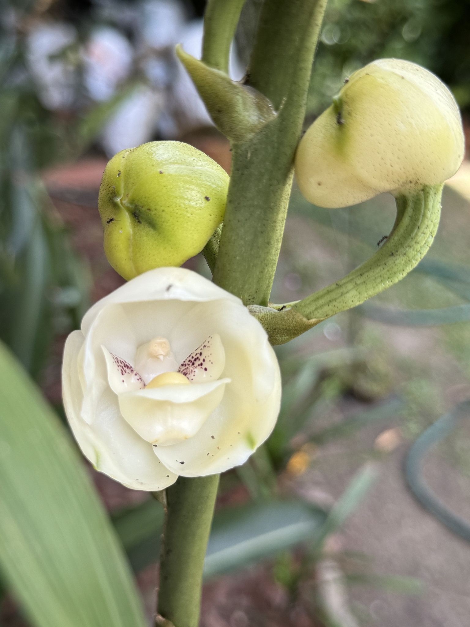 Imagem de Orquídea-pomba