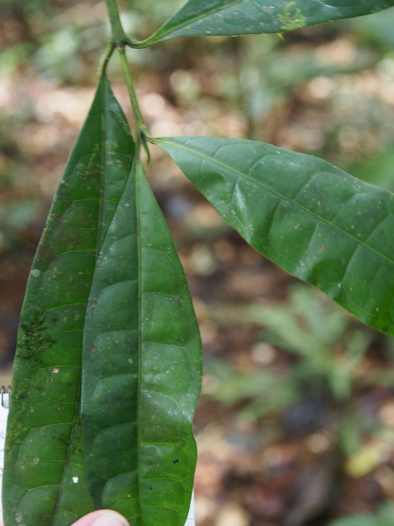 Faramea bicolor