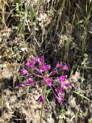 Allium peninsulare