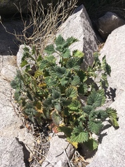 Urtica gracilenta