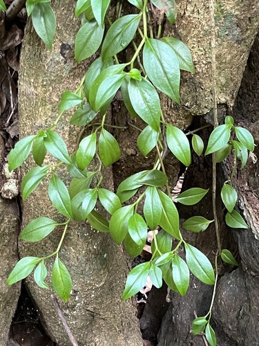 Foto de Tostão
