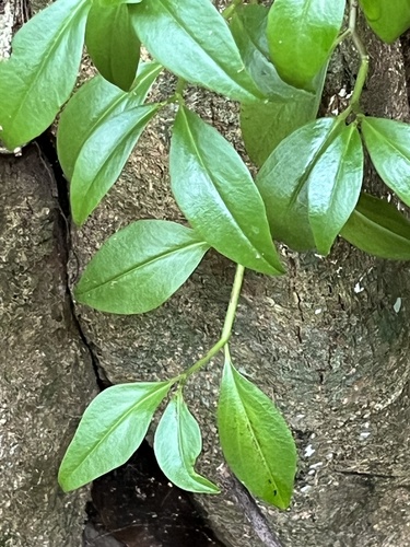 Foto de Tostão