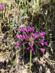 Allium peninsulare