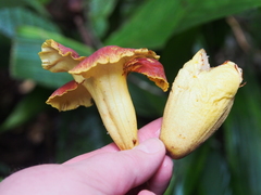 Callichlamys