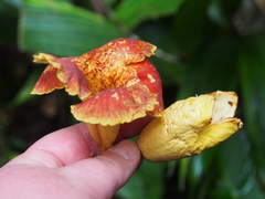 Callichlamys