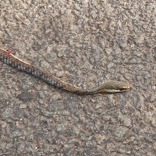 Karnataka Bronzeback