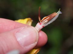 Callichlamys
