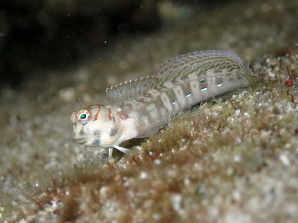 Leopard Blenniella