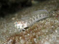 Leopard Blenniella photo 1