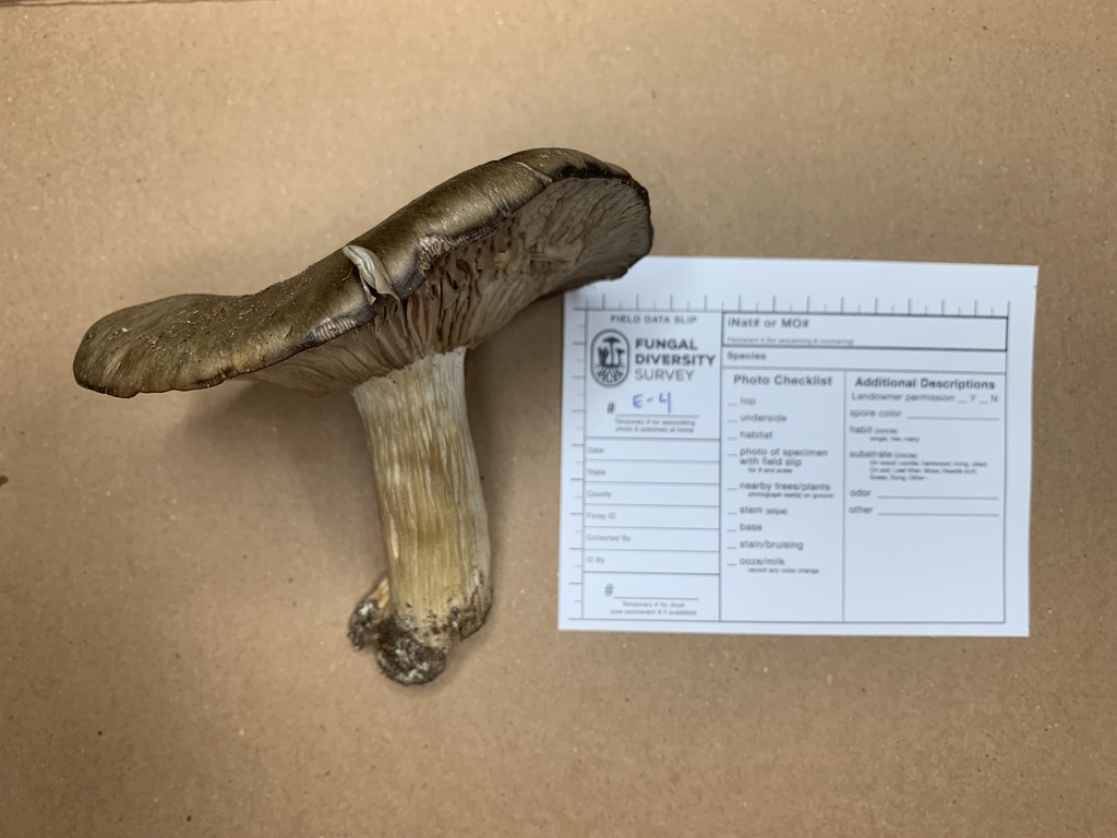Bleachy Bleachy Entoloma from Ivy Dell Ln, Escondido, CA, US on February 25 ...