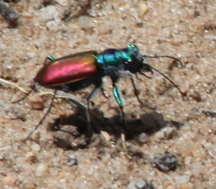 Cicindela scutellaris scutellaris