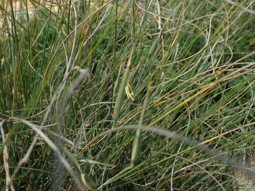 Image of Lygeum spartum by (c) Daniel Cahen, some rights reserved (CC BY)