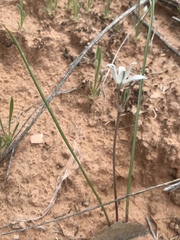 Androstephium breviflorum