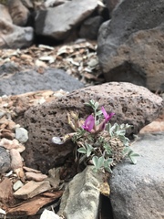 Astragalus newberryi