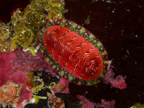 Tonicella insignis (Reeve, 1847)