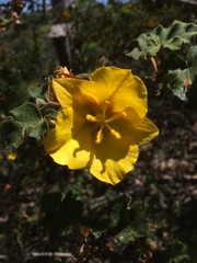 Fremontodendron mexicanum