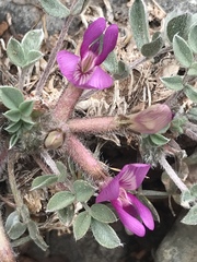 Astragalus newberryi