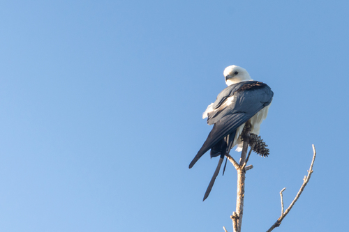 Elanio tijereta (Elanoides forficatus)