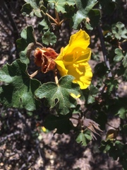 Fremontodendron mexicanum