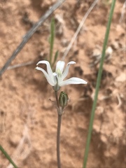 Androstephium breviflorum