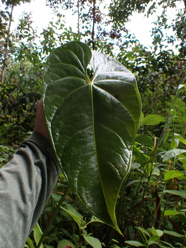Image of Anthurium andraeanum by (c) Nolan Exe, some rights reserved (CC BY)