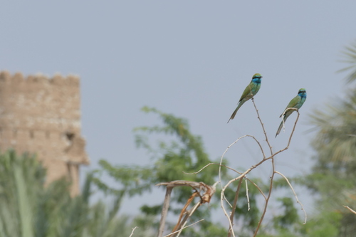 Arabian Green Bee-eater