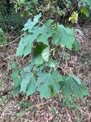 Montanoa hibiscifolia image