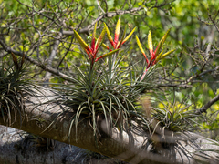 Tillandsia fasciculata image