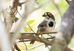 Cabanis's Ground-Sparrow photo 3