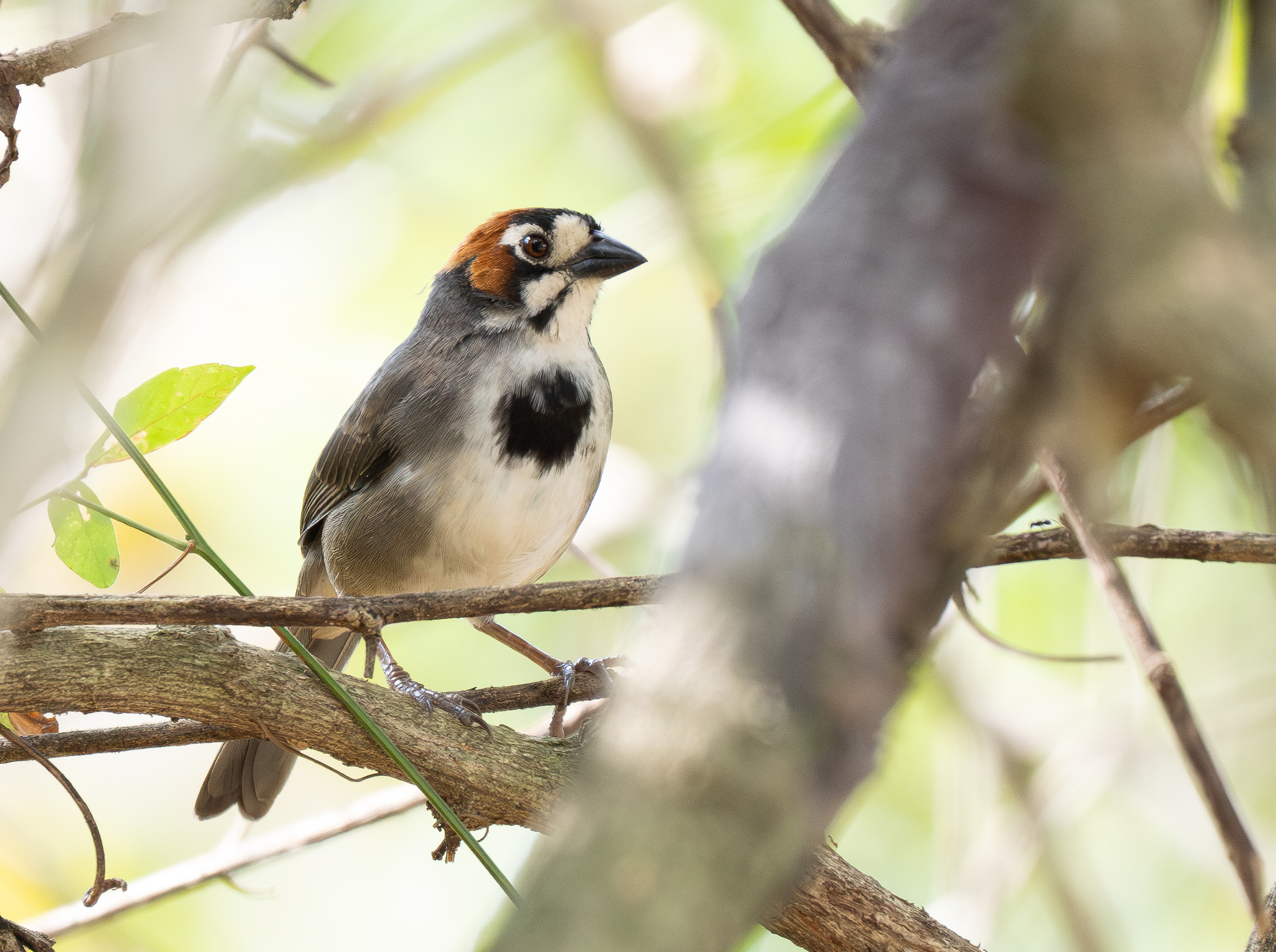 Cabanis's Ground Sparrow (Melozone cabanisi), photo 8