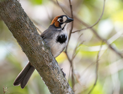 Cabanis's Ground-Sparrow photo 4