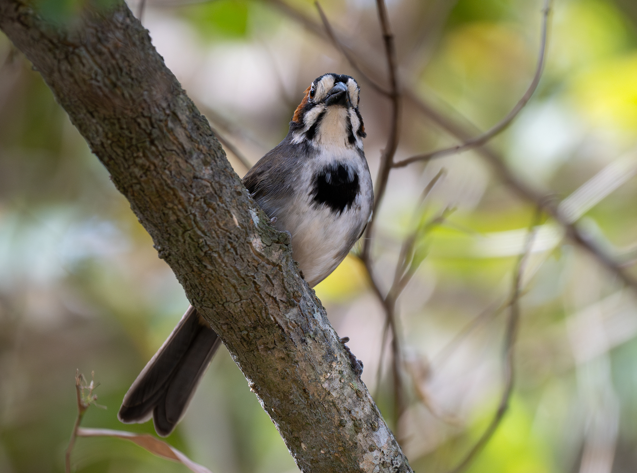 Cabanis's Ground Sparrow (Melozone cabanisi), photo 10