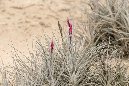 Tillandsia marconae, photograph 6